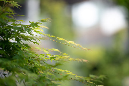 Refreshing scent of summer blue maple
