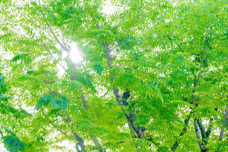 The light of the sun which shines with refreshing fresh greenの写真素材