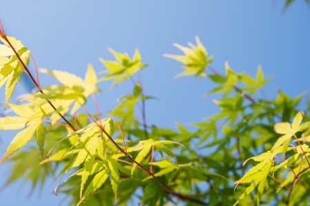 The light of the sun which shines with refreshing fresh greenの写真素材