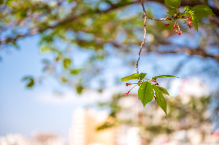 The light of the sun which shines with refreshing fresh greenの写真素材