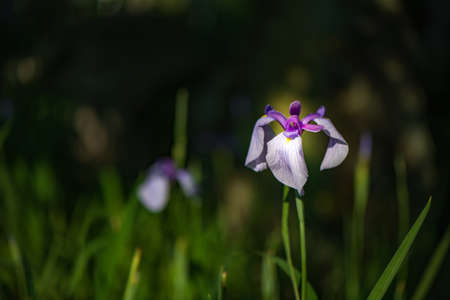 Summer at Miyajitake Shrine Irises in full bloom Fukutsu City, Fukuoka Prefectureの写真素材