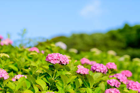Hydrangea in full bloom during the fine weather of the rainy seasonの写真素材