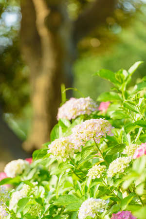 Hydrangea in full bloom during the fine weather of the rainy seasonの写真素材