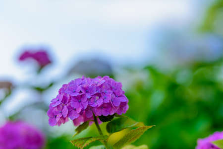 Hydrangea in full bloom during the fine weather of the rainy seasonの写真素材