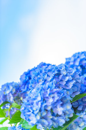 Hydrangea in full bloom during the fine weather of the rainy seasonの写真素材