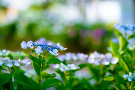 Hydrangea in full bloom during the fine weather of the rainy seasonの写真素材