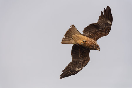 Dragonfly of birds of prey aiming for prey