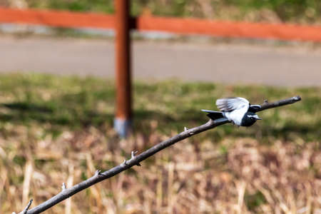 Hakusekirei flying from a twigの写真素材
