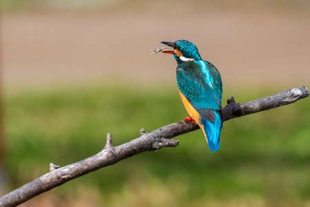 Beautiful kingfisher flying above the surface of the waterの写真素材