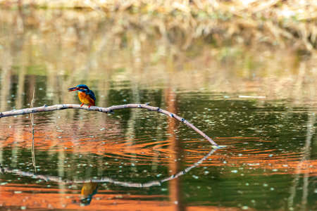 Beautiful kingfisher flying above the surface of the waterの写真素材