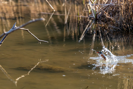 Beautiful kingfisher flying above the surface of the waterの写真素材