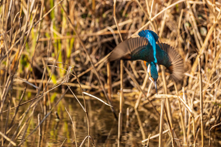 Beautiful kingfisher flying above the surface of the waterの写真素材