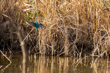 Beautiful kingfisher flying above the surface of the waterの写真素材
