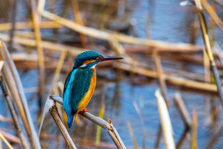A beautiful kingfisher perched on a twig looking for foodの写真素材
