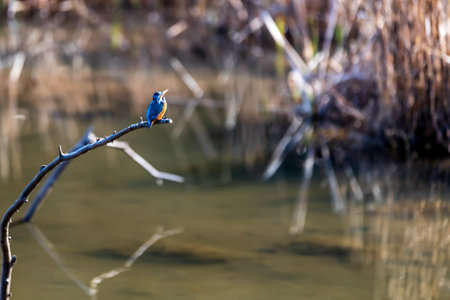 A beautiful kingfisher perched on a twig looking for foodの写真素材