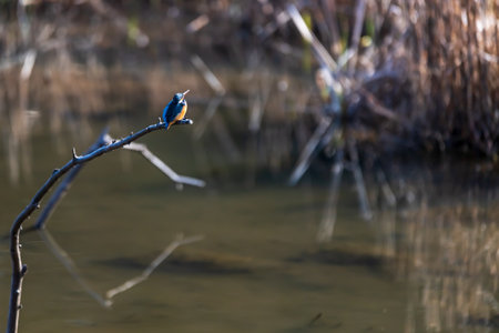 A beautiful kingfisher perched on a twig looking for foodの写真素材