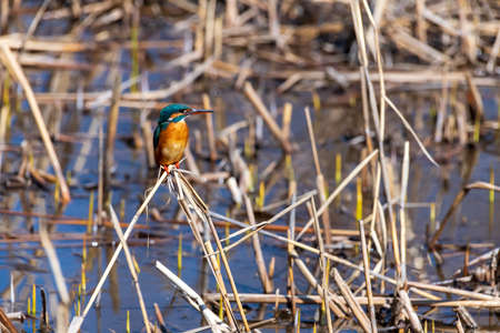 A beautiful kingfisher perched on treads and stones looking for foodの写真素材