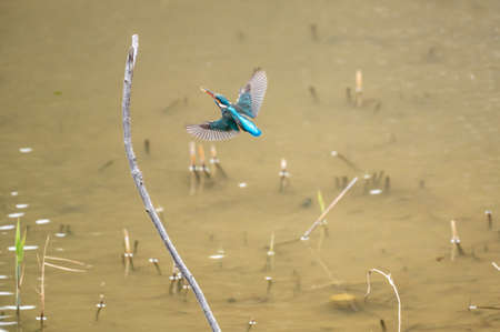 Beautiful kingfisher flying above the surface of the waterの写真素材