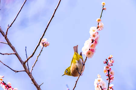 Plum blossoms and bullfrogs shining in the blue skyの写真素材