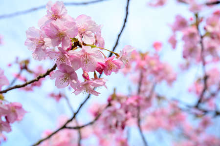 Blue sky and early spring cherry blossomsの写真素材