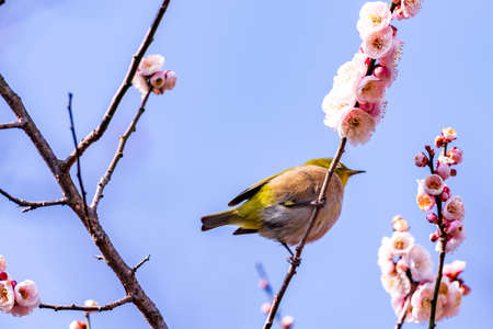 A bullfrog flying around Kawazu cherry blossoms in early spring and sucking nectarの写真素材
