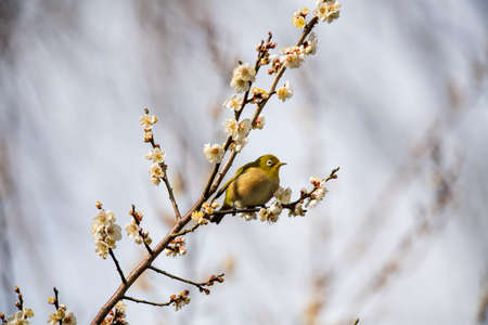 Plum blossoms and bullfrogs shining in the blue skyの写真素材