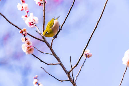 A bullfrog flying around Kawazu cherry blossoms in early spring and sucking nectarの写真素材