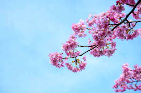 Blue sky and early spring cherry blossomsの写真素材