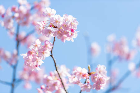 Blue sky and early spring cherry blossomsの写真素材