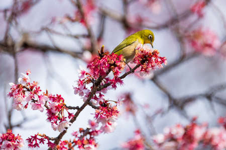 A bullfrog flying around Kawazu cherry blossoms in early spring and sucking nectarの写真素材