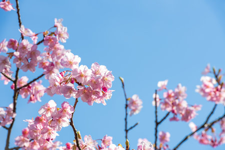Blue sky and early spring cherry blossomsの写真素材