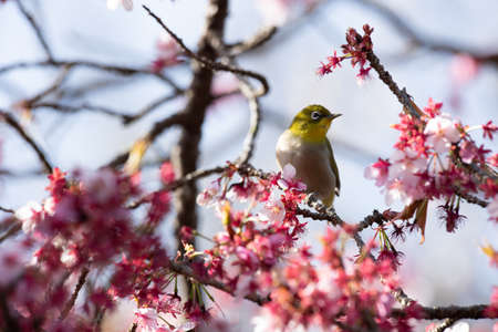 A bullfrog flying around Kawazu cherry blossoms in early spring and sucking nectarの写真素材