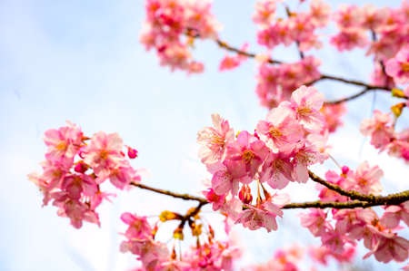 Blue sky and early spring cherry blossomsの写真素材