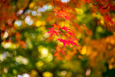Autumn garden of the former Choshu Domain lord Mohri family in Hofu City, Yamaguchi Prefecture, Japan photographed on November 17, 2021の写真素材