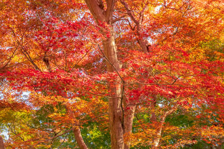 Autumn garden of the former Choshu Domain lord Mohri family in Hofu City, Yamaguchi Prefecture, Japan photographed on November 17, 2021の写真素材