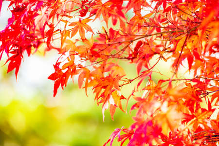 Autumn garden of the former Choshu Domain lord Mohri family in Hofu City, Yamaguchi Prefecture, Japan photographed on November 17, 2021の写真素材