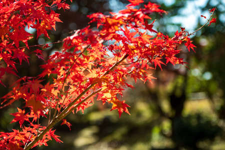 Autumn garden of the former Choshu Domain lord Mohri family in Hofu City, Yamaguchi Prefecture, Japanの写真素材