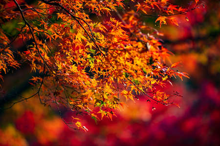 Autumn garden of the former Choshu Domain lord Mohri family in Hofu City, Yamaguchi Prefecture, Japanの写真素材