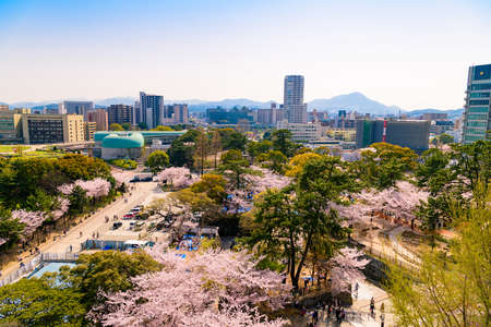 Ogura Castle in spring and cherry blossoms in Katsuyama Parkのeditorial素材