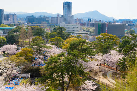 Ogura Castle in spring and cherry blossoms in Katsuyama Parkのeditorial素材