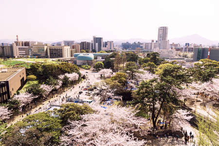Ogura Castle in spring and cherry blossoms in Katsuyama Parkのeditorial素材
