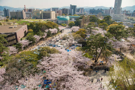 Ogura Castle in spring and cherry blossoms in Katsuyama Parkのeditorial素材
