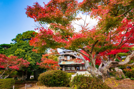 Autumn garden of the former Choshu Domain lord Mohri family in Hofu City, Yamaguchi Prefecture, Japan photographed on November 17, 2021のeditorial素材