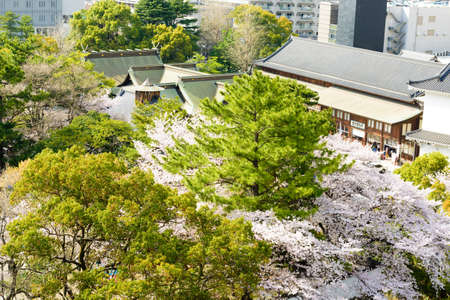 Ogura Castle in spring and cherry blossoms in Katsuyama Parkのeditorial素材