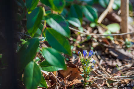 Beautiful Hudelindou flowers small and blueの写真素材