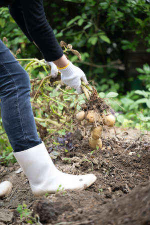 Potato digging in the kitchen gardenの写真素材