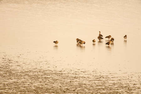 Sone tidal flats where migratory and wild birds can be observedの写真素材