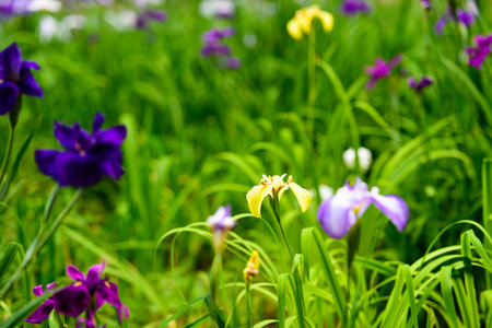 Beautiful flowers and irises blooming in early summer
