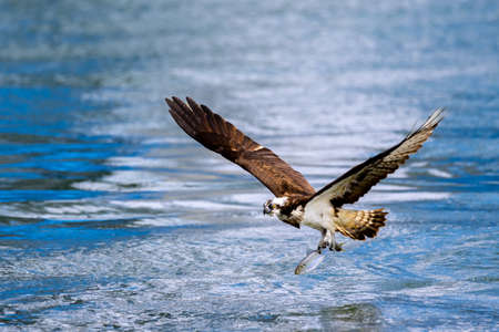 Ospreys preying on fish in the Toga River estuary weirの写真素材