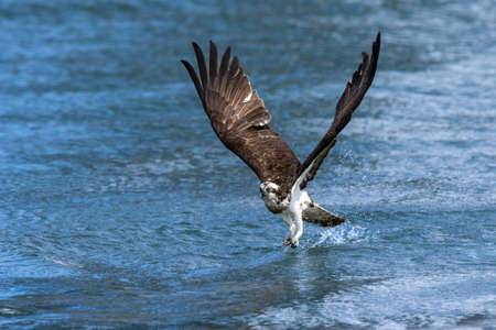 Ospreys preying on fish in the Toga River estuary weirの写真素材
